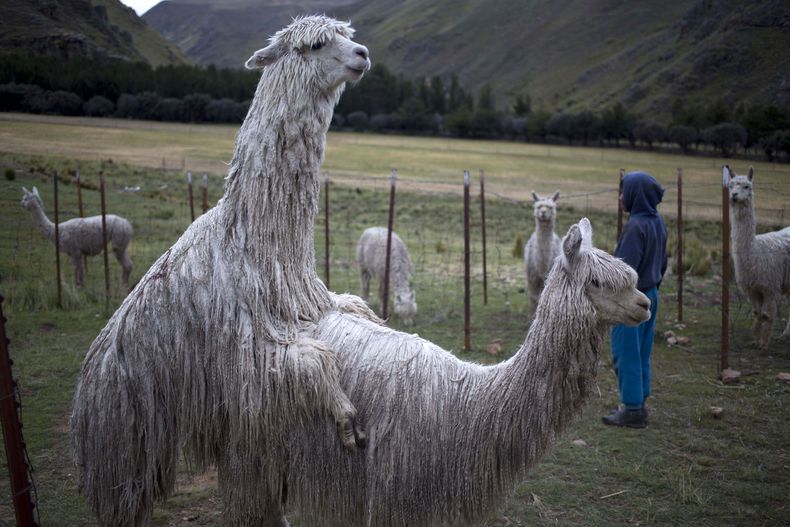 La lana de alpaca de Perú: de los Andes a las tiendas de lujo de todo el  mundo