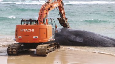 ballena muerta en hawai tenia plastico en el estomago