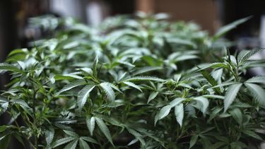 eeuu: la camara de representantes aprobo la despenalizacion de la marihuana a nivel federal
