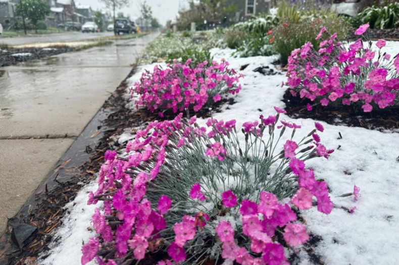 La nieve cae sobre flores el martes 5 de mayo de 2026, en Fort Collins, Colorado. (AP Foto/Mead Gruver)