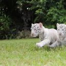 Jungle Island busca nombres para Tigres de Bengala