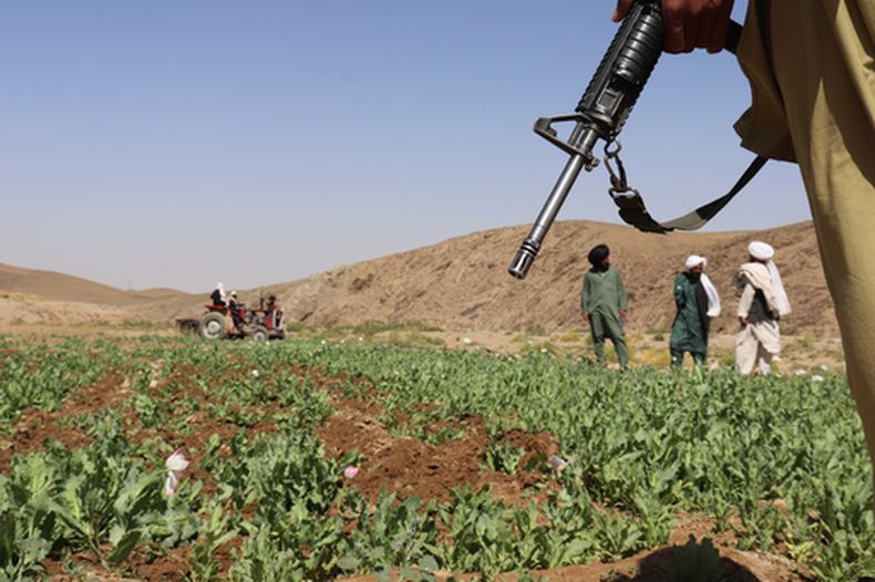 ARCHIVO - El Talibán desmonta un campo de amapolas en Washir, un distrito de la provincia de Helmand, Afganistán, el 29 de mayo de 2022. (AP Foto/Abdul Khaliq, Archivo)