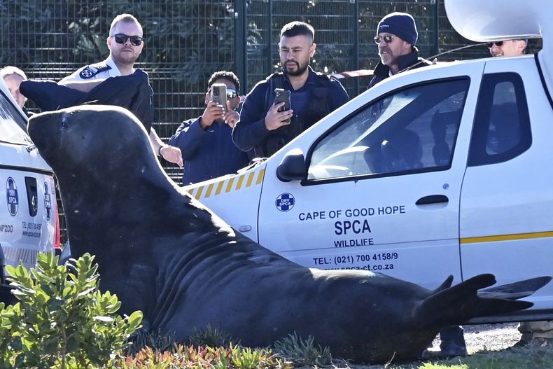 Miembros de la Sociedad para la Prevención de la Crueldad contra los Animales (SPCA) observan a un elefante marino acorralado en una calle de Gordons Bay, cerca de Ciudad del Cabo, Sudáfrica, el martes 27 de mayo de 2025. (AP Foto)