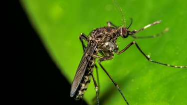 que es la fiebre de oropouche, la enfermedad parecida al zika que amenaza con propagarse por america del sur