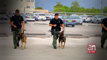 america noticias tiene acceso al centro de entrenamiento de la unidad k-9 de hialeah