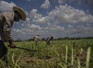 cae sector azucarero cubano; se incumple acuerdo con china