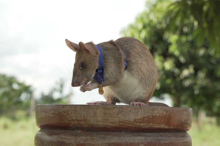 Muere famosa rata detectora de minas terrestres en Camboya