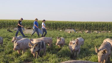 enfermedad provocada por garrapatas se esta propagando en algunos estados de ee.uu.