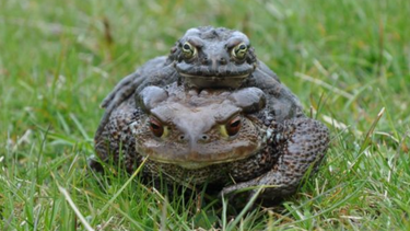 hibridos: los extranos animales que ha creado el cambio climatico