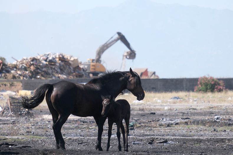 Unos caballos en un día caluroso en las afueras de Podgorica, la capital de Montenegro, el 29 de junio del 2026. (AP foto/Risto Bozovic)
