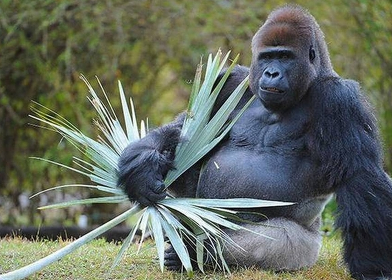 Jimmy Junior, también conocido como "J.J.", falleció esta semana a la edad de 34 años, tras luchar contra una infección gastrointestinal.