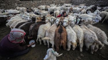 india: pastores de ladakh laboran para salvar su futuro