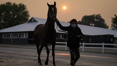 Una cuidadora usa máscara mientras lleva a un caballo de regreso a los establos mientras el sol se oscurece al fondo debido a la neblina causada por los incendios forestales del norte antes de la carrera de Belmont Stakes, el jueves 8 de junio de 2023, en Belmont Park en Elmont, Nueva York. Los entrenamientos y carreras fueron canceladas debido a la mala calidad del aire. (AP Foto/John Minchillo)