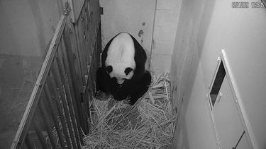 Zoo de EEUU transmite en vivo nacimiento de cachorro panda