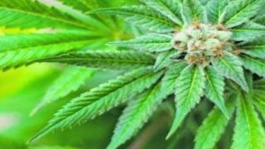 apoyan que flor de cannabis siga en el mercado