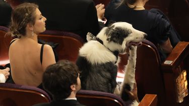Messi el perro de la película “Anatomie d’une chute” (“Anatomía de una caída”) durante los Oscar el domingo 10 de marzo de 2024, en el Teatro Dolby de Los Ángeles. (AP Foto/Chris Pizzello)