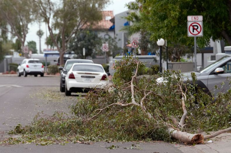 Ramas de árboles obstaculizan una calle tras el paso de una tormenta que causó daños en un complejo de apartamentos, el miércoles 21 de octubre de 2026, en Mesa, Arizona. (AP Foto/Ross D. Franklin)