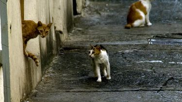 residentes de viejo san juan y entidades cuestionan plan para remover gatos del paseo del morro