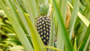 Una piña crece en la granja Djoda el jueves 7 de mayo de 2026, en Matourkou, cerca de Bobo-Dioulasso, Burkina Faso. (AP Foto/Elia Borras)