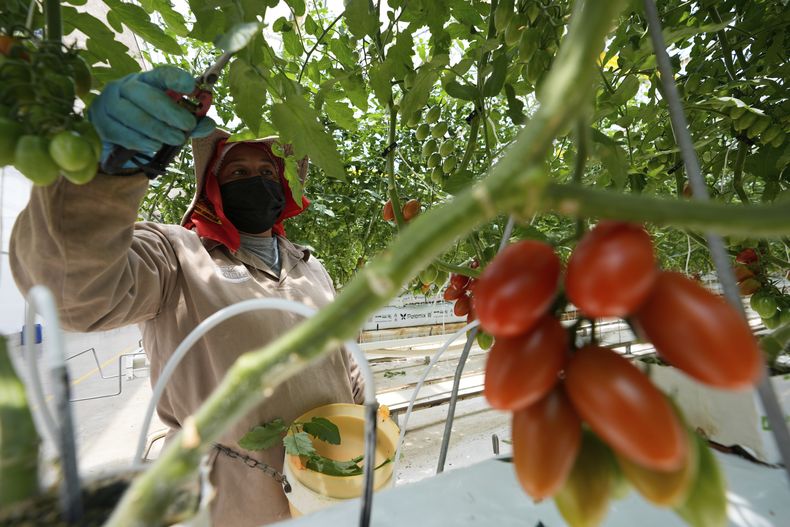 Un trabajador poda plantas de tomate en un invernadero en la granja Veggie Prime, que exporta a Estados Unidos, en Ajuchitlán, México, el miércoles 23 de julio de 2025. (AP Foto/Marco Ugarte)