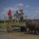 Los agricultores se alejan en su carreta tirada por bueyes después de plantar arroz en su campo en Los Palacios, Cuba, el viernes 21 de marzo de 2025. (AP Foto/Ramón Espinosa)