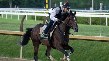 Golden Tempo entrena para la 158va edición de Belmont Stakes en Saratoga Springs, Nueva York, el viernes 5 de junio de 2026 (AP Foto/Yuki Iwamura)