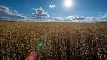 Un campo de soya, el jueves 23 de octubre de 2025, en Willow Grove, Delaware. (AP Foto/Cliff Owen)