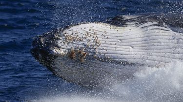 Ballenas jorobadas cantan menos con aumento de su población