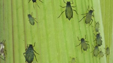 Programa de EEUU podría ser visto como arma biológica