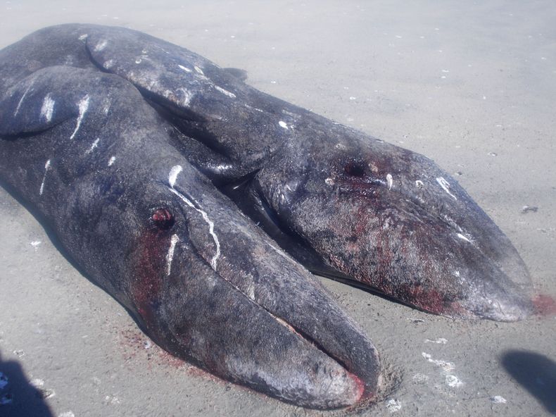 Foto difundida el mi&eacute;rcoles 8 de enero de 2014 por la Comisi&oacute;n Nacional de &Aacute;reas Naturales Protegidas de M&eacute;xico que muestra a dos ballenas siamesas que yacen muertas en una playa de la laguna Ojo de Liebre cerca del poblado de