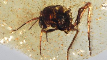 En esta imagen difundida por investigadores en septiembre de 2025 se puede ver una mosca Diptera Nematocera fly, de la familia Chironomidae, atrapada en una muestra de ámbar del periodo cretácico descubierta en Ecuador. (Mónica Solórzano-Kraemer vía AP)