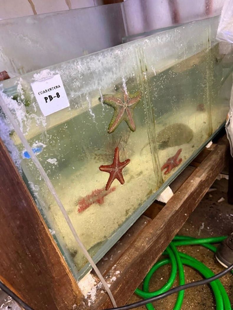 Animales marinos al cuidado de la Fundación Temaiken después de que las autoridades argentinas incautaron más de 700 especies traficadas de Kenia en el Aeropuerto Internacional Ezeiza, en Buenos Aires, Argentina, el 14 de mayo de 2026. (Fundación Temaiken vía AP)