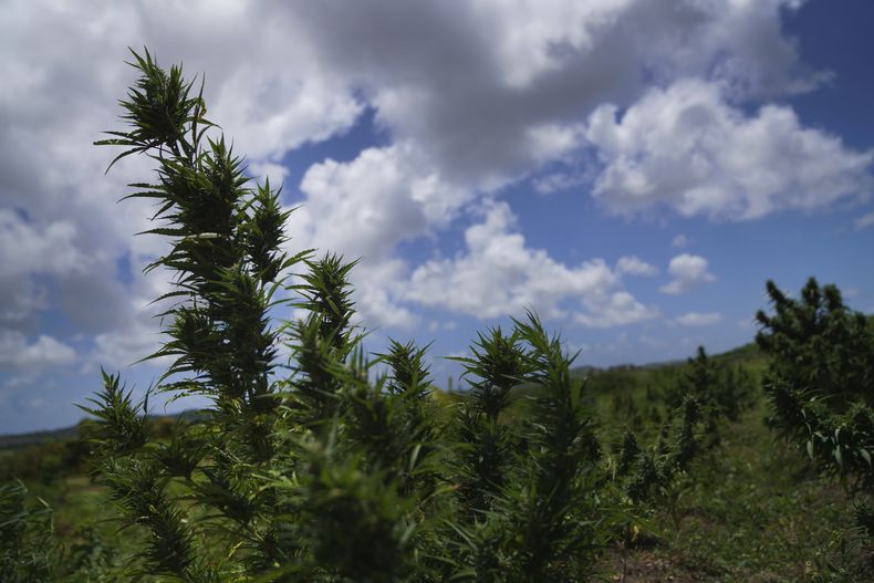 Plantas de marihuana crecen en los terrenos sagrados de la Fundación Ras Freeman para la Unificación de Rastafari el sábado 13 de mayo de 2023 en Liberta, Antigua y Barbuda. Las islas se convirtieron recientemente en una de las primeras naciones caribeñas en conceder a los rastafaris autorización sacramental oficial para cultivar la hierba. (AP Foto/Jessie Wardarski)