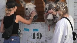 Joycelyn Writer (izquierda) y Rachel Granger, que tienen caballos, acarician a dos burros que han encontrado refugio temporal en el Centro Ecuestre de Los Ángeles, en Burbank, California, el 9 de enero de 2025. (AP Foto/Damian Dovarganes)