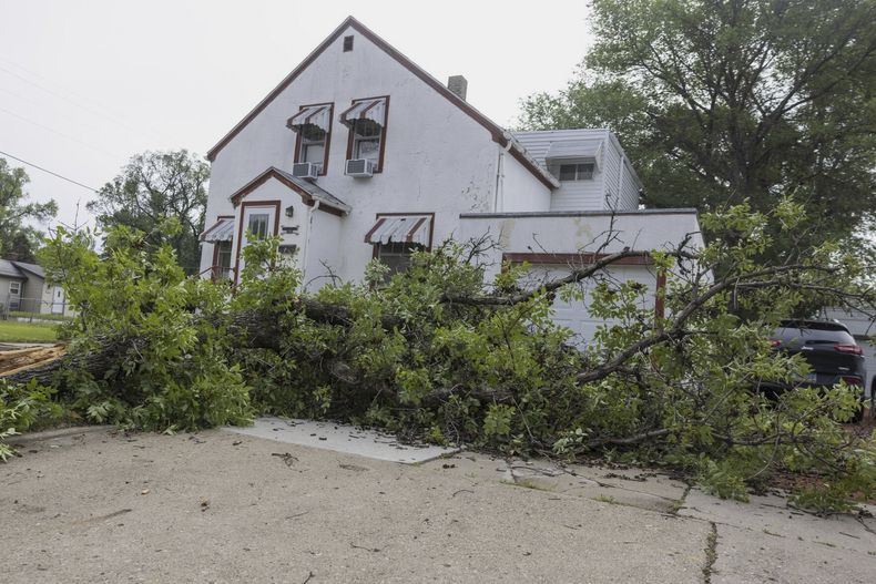 Un árbol caído yace en un jardín tras a las fuertes tormentas de la noche anterior en Bismarck, Dakota del Norte, el sábado 21 de junio de 2025. (Tanner Ecker /The Bismarck Tribune vía AP)