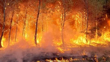 incendio forestal azota suroeste de francia; 6.000 evacuados