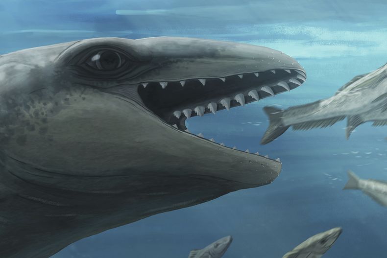 En esta ilustración proporcionada por Ruairidh Duncan muestra una ballena Janjucetus dullardi que va en busca de peces. (Ruairidh Duncan vía AP)
