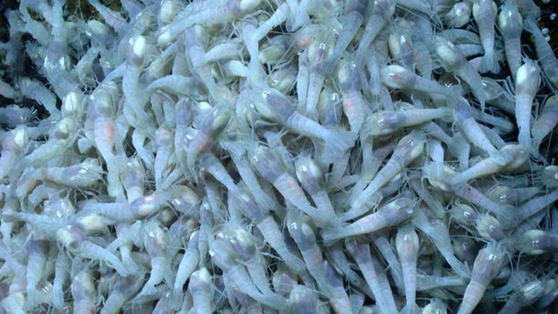 La NASA explora en las costas de la Isla  un ecosistema misterioso donde se reproducen camarones en unas condiciones que podrían ser semejantes a otros planetas.