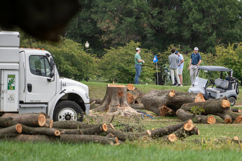 Árboles recién talados en el campo de golf East Potomac Golf Links, en Washington, el 10 de octubre del 2026. (AP foto/Nathan Howard)