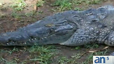 Triste final para el cocodrilo Pancho