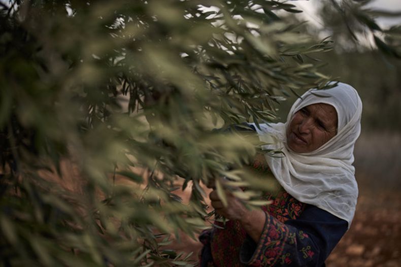 La mujer palestina Amal Abu Awad, de 62 años, recoge aceitunas durante la cosecha en la localidad cisjordana de Turmus Ayya, el domingo 18 de octubre de 2026. (AP Foto/Leo Correa)
