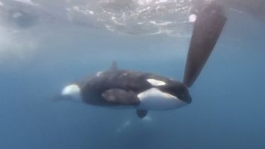 Una imagen tomada de un video proporcionado por The Ocean Race, una orca pasa junto al barco del Team JAJO durante una etapa de una competición de regata, el jueves 22 de junio de 2023, cuando el barco se acercaba al Estrecho de Gibraltar. (The Ocean Race vía AP)