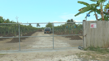 hombre hispano murio atacado por una manada de perros