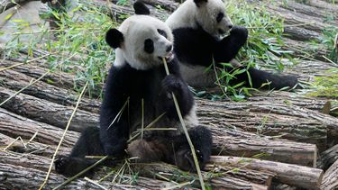ARCHIVO – Vistos a través de un panel de cristal, el panda macho Yuan Zi, derecha, y la hembra Huan Huan, se alimentan da bambú en el Zoo Parc de Beauval en Saint-Aignan, en el centro de Francia, el martes 17 de enero de 2012. (AP Foto/Michel Euler, Archivo)