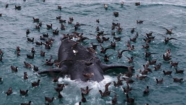 Aves marinas se posan sobre el cadáver de una ballena franca austral frente a la playa El Doradillo, cerca de Puerto Madryn, Argentina, el miércoles 30 de septiembre de 2026. (AP Foto/Maxi Jonas)