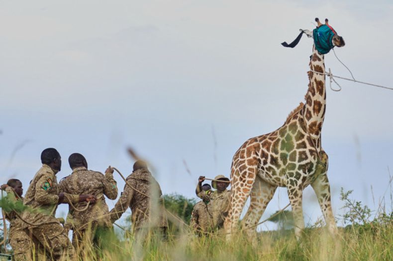 Guardaparques de la Autoridad de Vida Silvestre de Uganda y veterinarios detienen a una jirafa sedada que lleva los ojos tapados con un trapo durante las labores de reubicación del Parque Nacional Murchison Falls hacia la Reserva de Vida Silvestre de Ajai, el miércoles 22 de julio de 2022, en el noroeste de Uganda. (AP Foto/Hajarah Nalwadda)