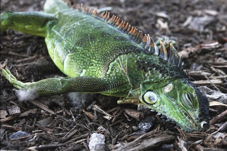 AMN-GEN_FLORIDA-LLUVIA_DE_IGUANAS-0.jpg