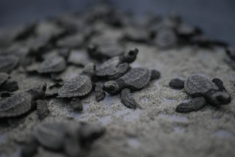 Crías de tortugas marinas liberadas cerca de las aguas del océano en la playa de Punta Chame, Panamá, el sábado 16 de noviembre de 2024. (Foto AP/Matías Delacroix)