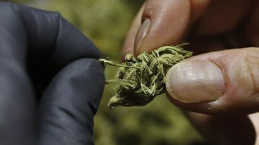 americateve | AMN-POL_EEUU-ELECCIONES-MARIHUANA-1.jpg