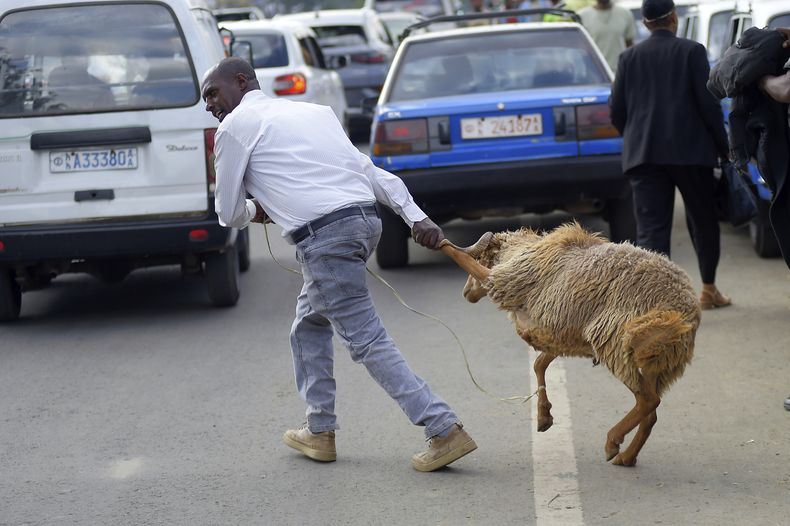 Un comerciante tira de una oveja para venderla en un mercado callejero un día antes de que los cristianos ortodoxos etíopes celebren el Domingo de Pascua, en Adís Abeba, Etiopía, el sábado 19 de abril de 2025. (AP Foto)